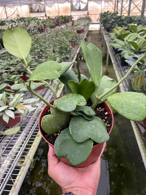 Hoya Sweetheart Succulent